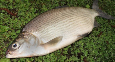 Peled (sýr): popis ryby, její zvláštnosti života, rybaření a pěstování